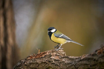 Naklejka premium Great Tit, Parus major, black and yellow songbird