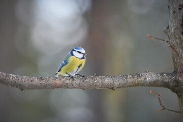 Blue Tit (Parus Caeruleus) cute blue and yellow songbird