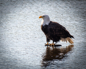 american bald eagle