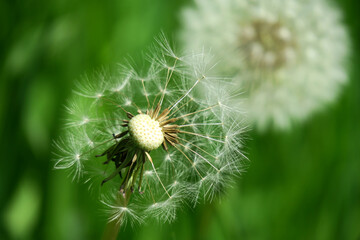 Pusteblume