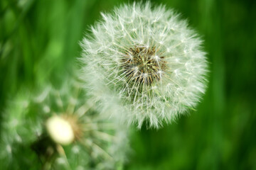 Obraz premium Pusteblume