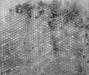 Drop of bee honey drip from hexagonal honeycombs