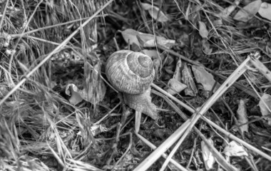 Big garden snail in shell crawling on wet road hurry home
