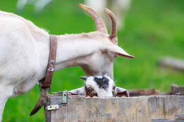 A white goat hid a baby goat