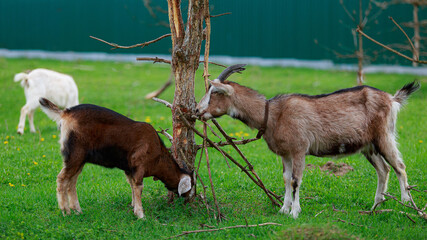 Colored Nubian and Alpine goats