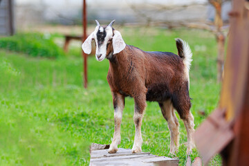Young purebred Nubian goat in a green meadow