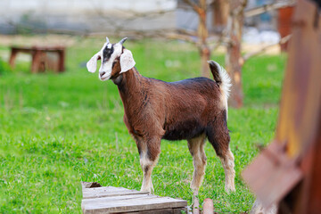 Young purebred Nubian goat in a green meadow