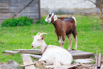 A young purebred Nubian goat and her white horned mother graze in a green meadow