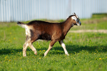 Young purebred Nubian goat in a green meadow