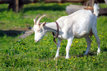White horned goat in spring pasture