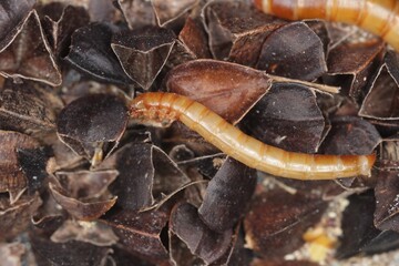 Mealworms are the larval form of the mealworm beetle, Tenebrio molitor, a species of darkling beetle pest of grain and grain products as well as home products, on buckwheat