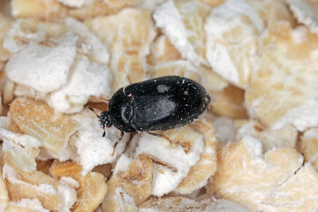 Female of Attagenus pellio the fur beetle or carpet beetle from the family Dermestidae a skin...