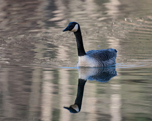canadian goose swimming