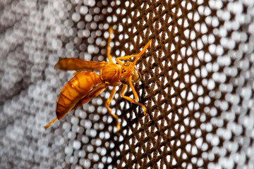 extreme macro photography of yellow honey bee or paper wasp bee