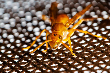 macro shot of a paper wasp bee or indian yellow honey bee