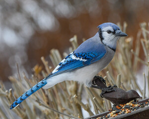 blue jay on a branch