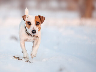 Dog running at winter