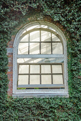 An old arched and curved white window on a greenery covered wall