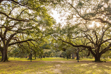 Overcast landsacpe of the Audubon Park