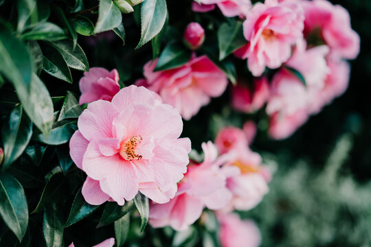 Close up pink camellia flowers with green leaves background. Blooming spring time. Selctive focus