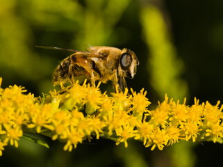 Close up on bee on yellow flower. The western honey bee, European honey bee (Apis mellifera) 