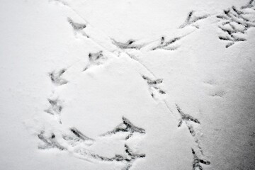 Birds feet tracks in the snow.