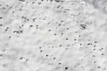 Birds feet tracks in the snow.