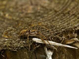 A close-up on a tiny spider. The nursery web spider Pisaura mirabilis