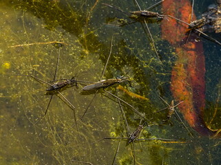 Common water strider Aquarius, group of aquatic insects, water spiders