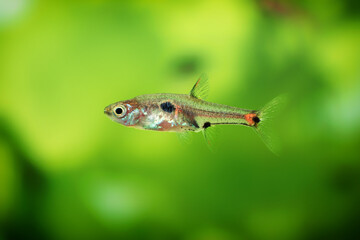 Dwarf rasbora, Rasbora maculata Freshwater fish in the nature aquarium, is often as often referred as Boraras maculatus. Animal aquascaping photography with a focus gradient and soft background.