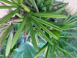 plant vase in the garden