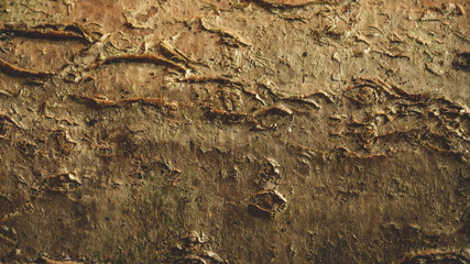 pattern of hazelnut tree bark. Wood bark texture