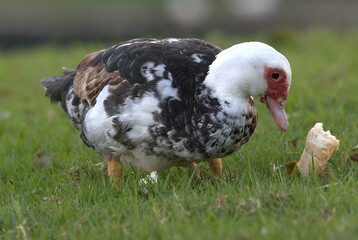 Pato 