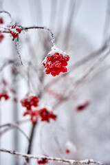 winter, snow, berry, red, tree, nature, branch, frost, cold, berries, rowan, ice, fruit, 
frozen, plant, season, bush, white, viburnum, rose, bunch, garden, autumn, rowanberry, christmas