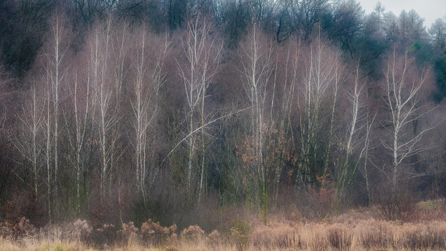 Leafless birch bosk in early spring stage