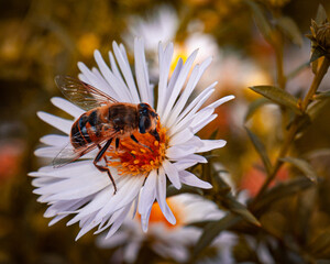 A bee and white oak trees in an autumn flower bed