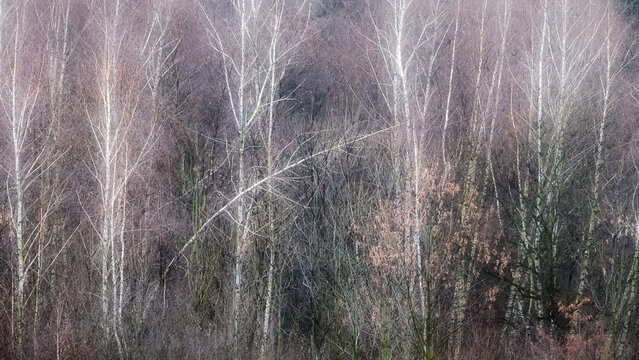Leafless birch bosk in early spring stage