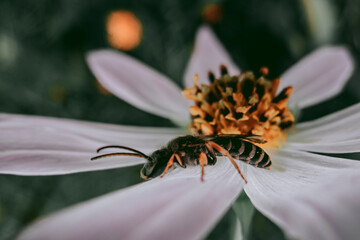 Preparing for lunch - a wasp on a white petal