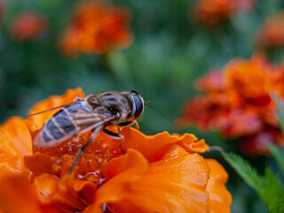 A bee among the bright orange marigolds
