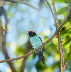 Tangará