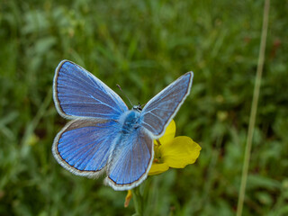 Blue butterfly on a wildflower