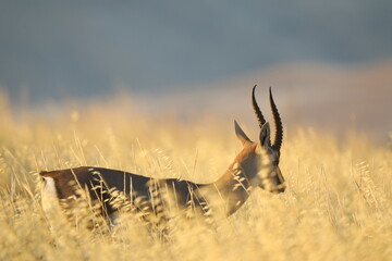 antilope in the wild