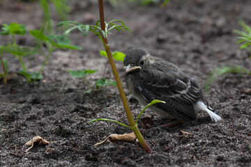 A wagtail chick sits on the ground among the plants in the garden.