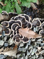 mushrooms in the forest