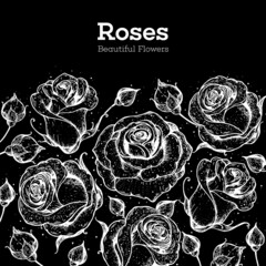 Roses hand drawn vector illustration. Vintage sketch design. Roses and leaves illustration. Flower vintage design