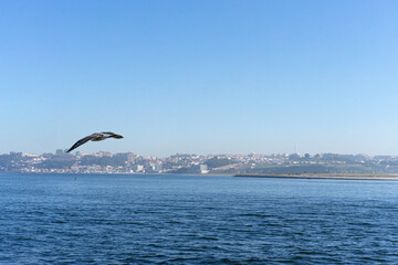 seagull in flight