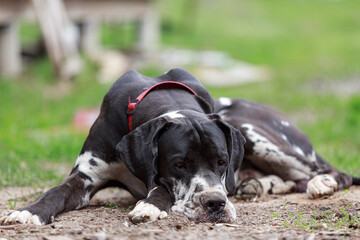 Harlequin Great Dane lying on the spring lawn