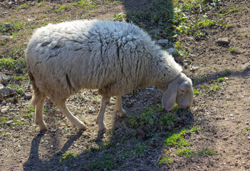 White sheep eating grass in a sunny pasture. Italian organic farming