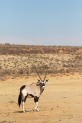 Gemsbok in the Kgalagadi