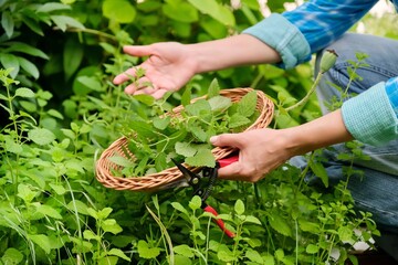 Hands with garden shears and wicker plate with aromatic fresh Lemon balm mint Melissa officinalis...